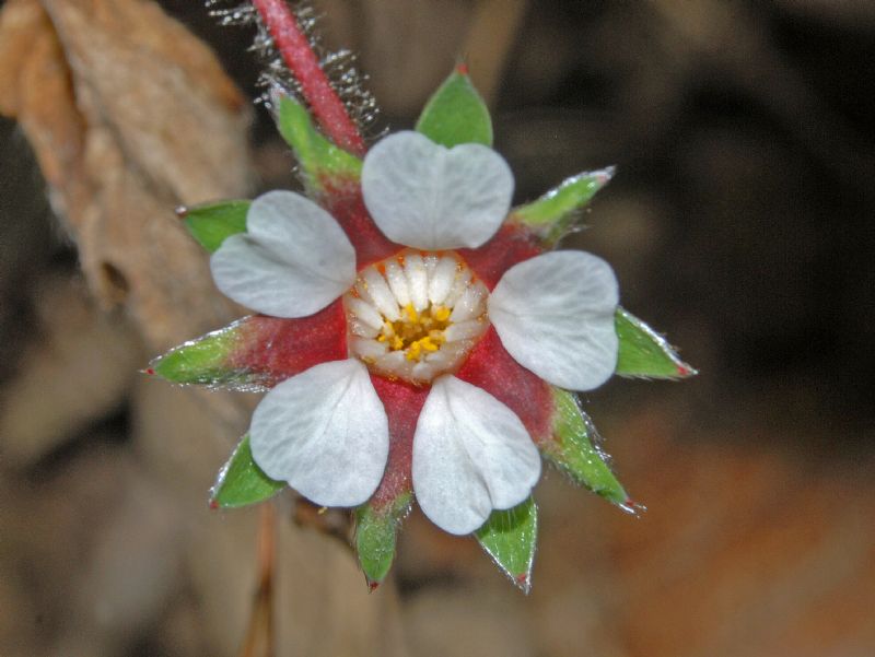 Dei minuscoli fiorellini bianchi ...:  Potentilla micrantha